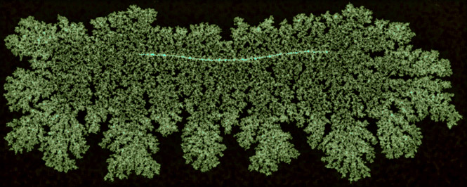Dendron